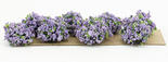 Flocked Miniature Landscape Violet Border Plants
