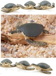Set of Micro Miniature Sea Turtles