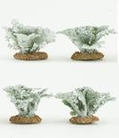 Miniature Dusty Miller Plants
