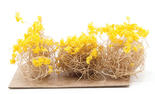 Miniature Yellow Flocked Brittle Bushes