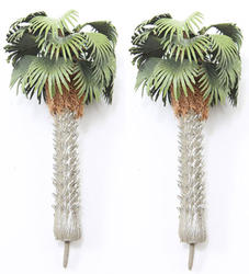 Miniature Tropical Mediterranean Fan Palm Trees