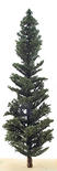 Mini Premier Conifer Pine Tree