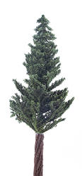 Mini Slim Lodgepole Pine Tree
