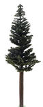 Mini Lodgepole Pine Tree