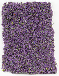 Miniature Purple Leaf Micro Phlox