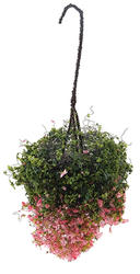 Miniature Hanging Basket of Tiny Fuchsia Flowers
