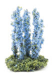 Miniature Blooming Blue Larkspur Flower