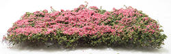 Miniature Fuchsia Pink Bougainvillea Vine