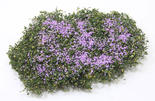 Miniature Lavender Bloom Creeping Phlox Ground Cover