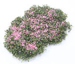 Miniature Pink Bloom Creeping Phlox Ground Cover