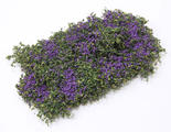 Miniature Purple Bloom Creeping Phlox Ground Cover