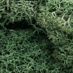 Package of Light Green Lichen Moss