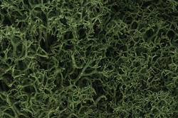 Package of Medium Green Lichen Moss