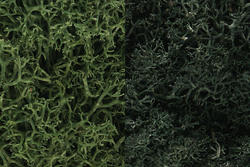 Package of Dark Green Lichen Moss