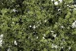 Light Green Fine-Leaf Foliage