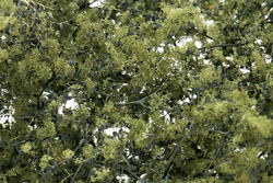 Olive Green Fine-Leaf Foliage