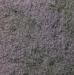 Flowering Purple Foliage Landscaping Roll
