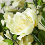 Faux Light Yellow Open Rose Stems