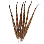 Natural Pheasant Feathers