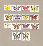 Miniature Paper Butterfly Kit