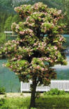 Dollhouse Miniature Blossoming Tree, 8 Inch Tall - 2pcs.