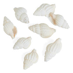 Natural Mini Seashells