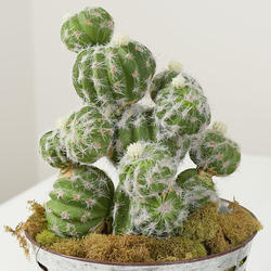 Faux Ball Cactus Plant