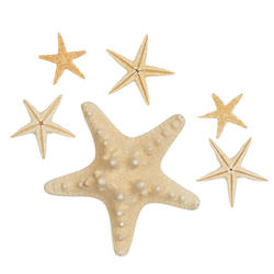 Assorted Natural Starfish