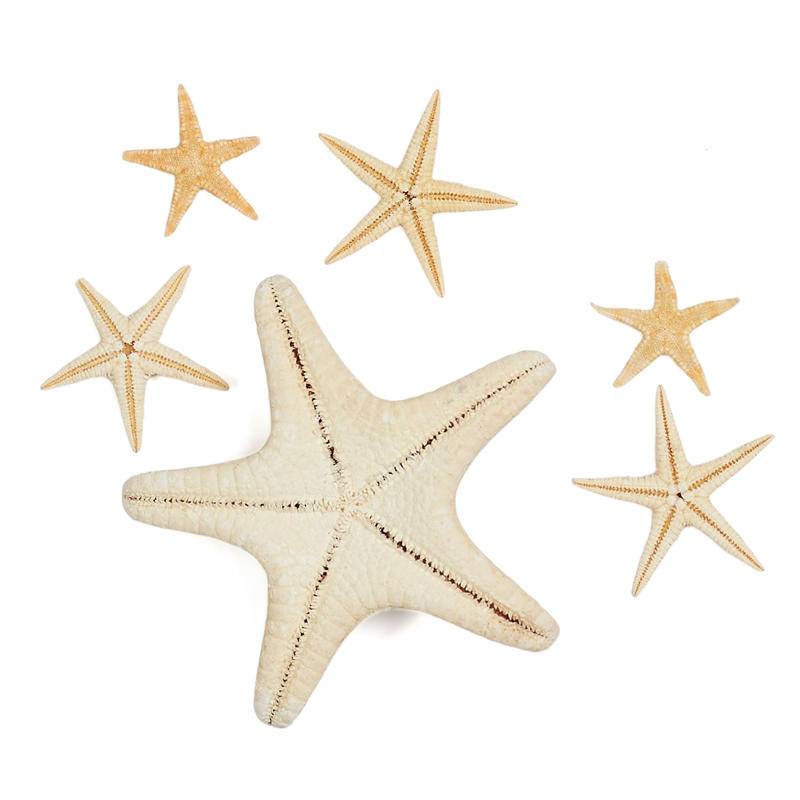Assorted Natural Starfish - Coastal Decor - Home Decor - Factory Direct ...