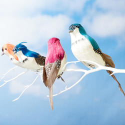 Assorted Bright Feathered Birds