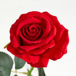 Red Artificial Single Open Rose Stem