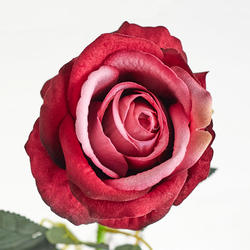 Beauty and Plum Artificial Single Open Rose Stem