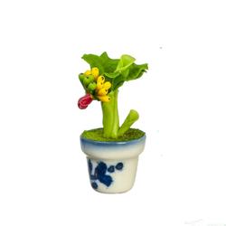 Miniature Potted Banana Tree Plant