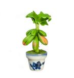 Miniature Potted Papaya Tree Plant