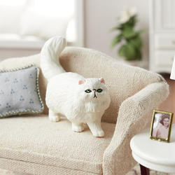 Miniature Persian Cat