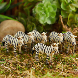 Micro Mini Zebras