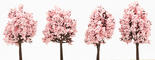 Miniature Landscape Flowering Cherry Trees