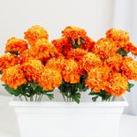 Group of Orange Artificial Marigold Bushes