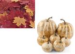 Gold Brushed White Artificial Pumpkins and Maple Leaves