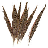 Natural Pheasant Feathers (12-14 inches)