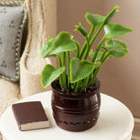 Dollhouse Miniature Plant in Brown Pot