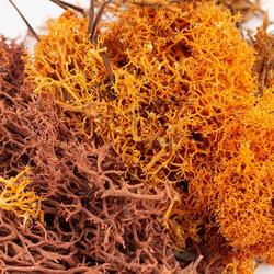 Package of Autumn Mix Lichen Moss