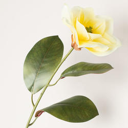 Magnolia Stem in Yellow