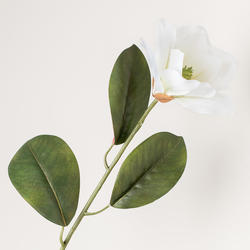 Magnolia Stem in Cream and White