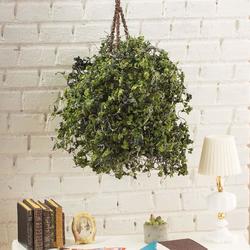 Miniature Hanging Variegated Green Basket