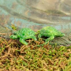 Pair of Miniature Turtles