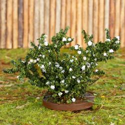 Flocked Miniature White Rose Bush