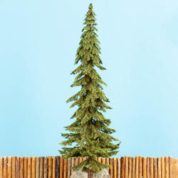 Appalachian Green Spruce Tree