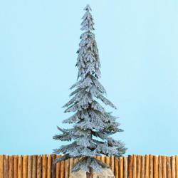 Mini Eastern Blue Spruce Tree