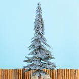 Mini Eastern Blue Spruce Tree